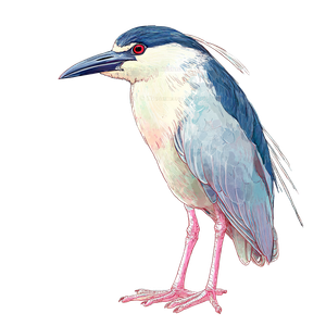 Night Heron Illustration Vinyl Car Decal Sticker – Waterproof & UV-Resistant 3.4133333333333336"