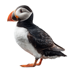 Puffin V2 Vinyl Car Decal Sticker – Waterproof & UV-Resistant 3.4133333333333336" Puffin V2 Vinyl Car Decal Sticker – Waterproof & UV-Resistant 3.4133333333333336"
