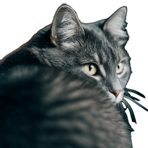 Curious Cat V7 Vinyl Car Decal Sticker – Waterproof & UV-Resistant 6.826666666666667"