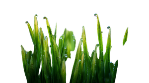 Fresh Green Sprouts Vinyl Car Decal Sticker – Waterproof & UV-Resistant 2.72" Fresh Green Sprouts Vinyl Car Decal Sticker – Waterproof & UV-Resistant 2.72"