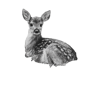 Fawn Sketch Vinyl Car Decal Sticker – Waterproof & UV-Resistant 3.4133333333333336"