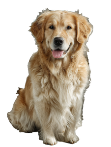 Golden Retriever Play V4 Vinyl Car Decal Sticker – Waterproof & UV-Resistant 4.1066666666666665"