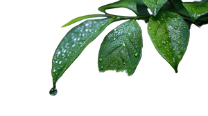 Raindrop Leaves Vinyl Car Decal Sticker – Waterproof & UV-Resistant 2.72"