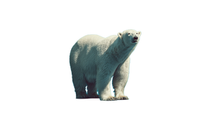 Polar Bear Glance V2 Vinyl Car Decal Sticker – Waterproof & UV-Resistant 5.4