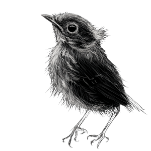 Baby Bird Sketch Vinyl Car Decal Sticker – Waterproof & UV-Resistant 3.4133333333333336"