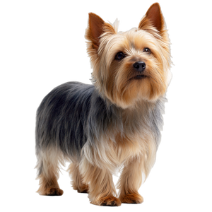 Silky Terrier Dog Vinyl Car Decal Sticker – Waterproof & UV-Resistant 6.826666666666667"