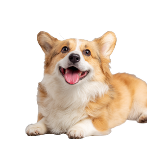 Happy Corgi V3 Vinyl Car Decal Sticker – Waterproof & UV-Resistant 3.4133333333333336"