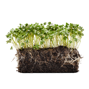 Microgreens Roots Vinyl Car Decal Sticker – Waterproof & UV-Resistant 3.4133333333333336"