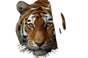 Tiger In Reeds Vinyl Car Decal Sticker – Waterproof & UV-Resistant 2.986666666666667"