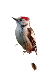 Lonely Woodpecker Dawn Vinyl Car Decal Sticker – Waterproof & UV-Resistant 9.706666666666667"