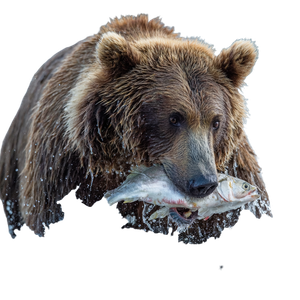 Bear With Salmon Vinyl Car Decal Sticker – Waterproof & UV-Resistant 3.4133333333333336"