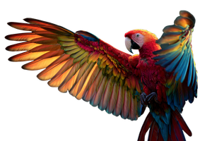 Colorful Parrot V11 Vinyl Car Decal Sticker – Waterproof & UV-Resistant 2.986666666666667"