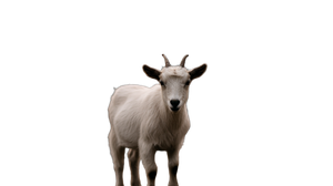 White Little Goat Vinyl Car Decal Sticker – Waterproof & UV-Resistant 5.4 White Little Goat Vinyl Car Decal Sticker – Waterproof & UV-Resistant 5.4