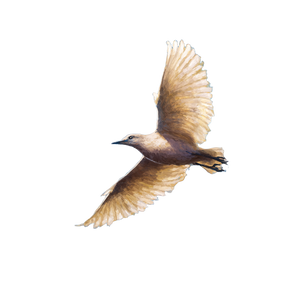 Footless Bird Flight Vinyl Car Decal Sticker – Waterproof & UV-Resistant 3.4133333333333336"