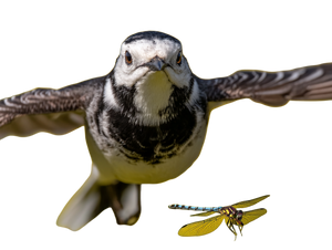 Wagtail Chasing Dragonfly Vinyl Car Decal Sticker – Waterproof & UV-Resistant 6.1866666666666665"