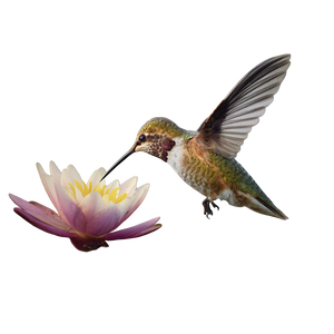 Hummingbird On Flower Vinyl Car Decal Sticker – Waterproof & UV-Resistant 6.826666666666667"