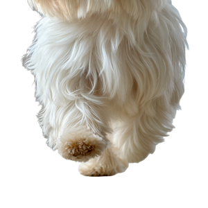 Fluffy Maltese Leg Vinyl Car Decal Sticker – Waterproof & UV-Resistant 3.4133333333333336"
