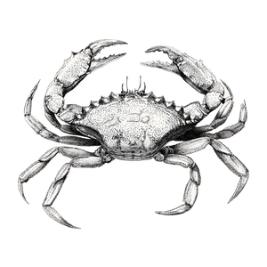 King Crab Illustration V2 Vinyl Car Decal Sticker – Waterproof & UV-Resistant 3.4133333333333336"