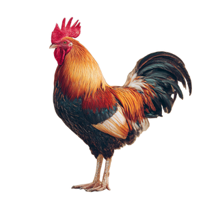 Detailed Rooster Vinyl Car Decal Sticker – Waterproof & UV-Resistant 3.4133333333333336"