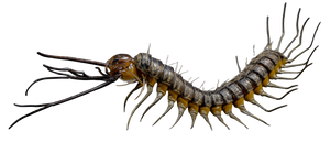 Grey Flying Centipede Vinyl Car Decal Sticker – Waterproof & UV-Resistant 2.56"