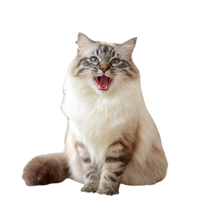 Ragdoll Cat Stretching V2 Vinyl Car Decal Sticker – Waterproof & UV-Resistant 3.4133333333333336"