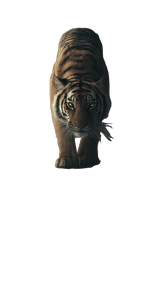 Tiger'S Reflection V2 Vinyl Car Decal Sticker – Waterproof & UV-Resistant 4.8533333333333335"