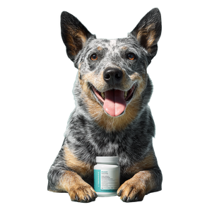 Excited Cattle Dog Vinyl Car Decal Sticker – Waterproof & UV-Resistant 6.826666666666667"