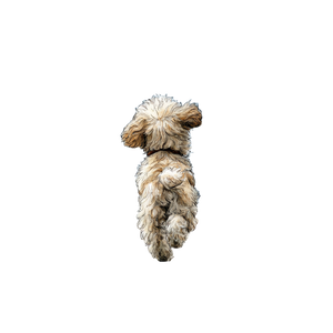 Running Cockapoo Vinyl Car Decal Sticker – Waterproof & UV-Resistant 3.4133333333333336" Running Cockapoo Vinyl Car Decal Sticker – Waterproof & UV-Resistant 3.4133333333333336"