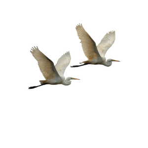 Distant Egrets Flying Vinyl Car Decal Sticker – Waterproof & UV-Resistant 6.826666666666667"