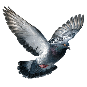 Flying Pigeon V4 Vinyl Car Decal Sticker – Waterproof & UV-Resistant 3.4133333333333336"