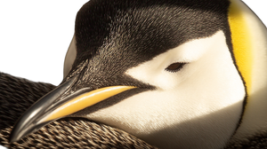 Emperor Penguin Dawn Vinyl Car Decal Sticker – Waterproof & UV-Resistant 5.4 Emperor Penguin Dawn Vinyl Car Decal Sticker – Waterproof & UV-Resistant 5.4