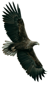 Soaring Eagle Video V2 Vinyl Car Decal Sticker – Waterproof & UV-Resistant 4.8533333333333335"