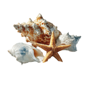 Seashells And Starfish V2 Vinyl Car Decal Sticker – Waterproof & UV-Resistant 6.826666666666667"