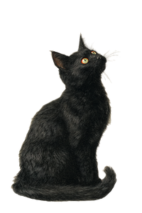 Vintage Black Cat V3 Vinyl Car Decal Sticker – Waterproof & UV-Resistant 4.4