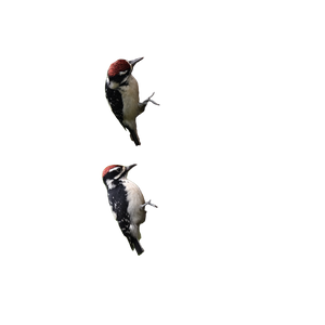 Tiny Woodpeckers Vinyl Car Decal Sticker – Waterproof & UV-Resistant 3.4133333333333336"