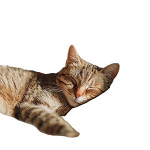 Sleeping Cozy Cat Vinyl Car Decal Sticker – Waterproof & UV-Resistant 3.4133333333333336" Sleeping Cozy Cat Vinyl Car Decal Sticker – Waterproof & UV-Resistant 3.4133333333333336"
