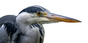 Elegant Grey Heron V2 Vinyl Car Decal Sticker – Waterproof & UV-Resistant 2.56"