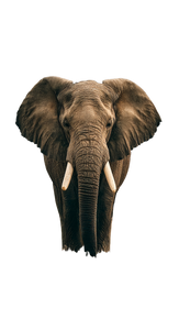 Majestic African Elephant V2 Vinyl Car Decal Sticker – Waterproof & UV-Resistant 4.906666666666666"