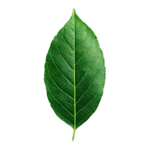 Tender Green Leaf Vinyl Car Decal Sticker – Waterproof & UV-Resistant 6.826666666666667"