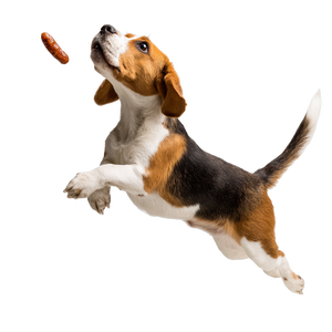 Eager Beagle Jumping Vinyl Car Decal Sticker – Waterproof & UV-Resistant 3.4133333333333336"
