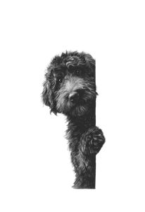 Happy Goldendoodle Peeking Vinyl Car Decal Sticker – Waterproof & UV-Resistant 4.426666666666667"
