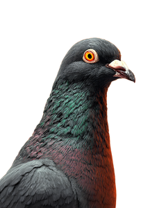 Happy Pigeon Vinyl Car Decal Sticker – Waterproof & UV-Resistant 8.213333333333333"