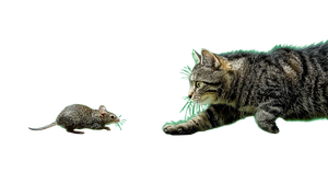 Cat Chasing Mouse V4 Vinyl Car Decal Sticker – Waterproof & UV-Resistant 5.4
