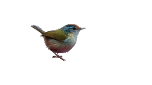 Rainy Garden Bird Vinyl Car Decal Sticker – Waterproof & UV-Resistant 2.72"