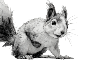 Squirrel Character Vinyl Car Decal Sticker – Waterproof & UV-Resistant 6.1866666666666665" Squirrel Character Vinyl Car Decal Sticker – Waterproof & UV-Resistant 6.1866666666666665"