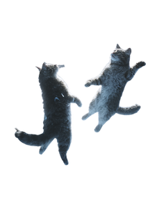 Dancing Space Cats Vinyl Car Decal Sticker – Waterproof & UV-Resistant 8.213333333333333" Dancing Space Cats Vinyl Car Decal Sticker – Waterproof & UV-Resistant 8.213333333333333"