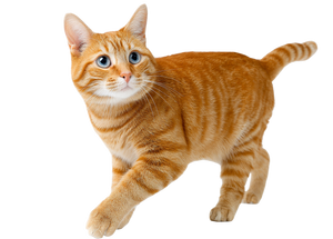 Orange Bipedal Cat Vinyl Car Decal Sticker – Waterproof & UV-Resistant 3.0933333333333333"