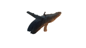 Whale Rider Sunrise Vinyl Car Decal Sticker – Waterproof & UV-Resistant 5.4