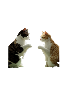 Cats Drinking Tea Vinyl Car Decal Sticker – Waterproof & UV-Resistant 8.213333333333333"