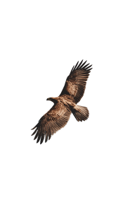 Flying Eagle V14 Vinyl Car Decal Sticker – Waterproof & UV-Resistant 9.706666666666667"